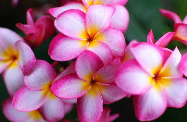عکس گل یاسمین