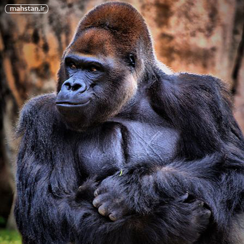 دانلود عکس های زیبا از حیوانات وحشی