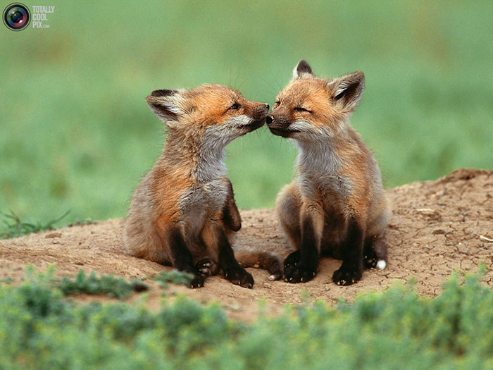 دانلود عکس های زیبا از حیوانات وحشی