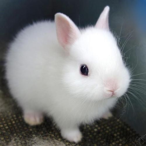 عکس های خرگوش مینیاتوری
