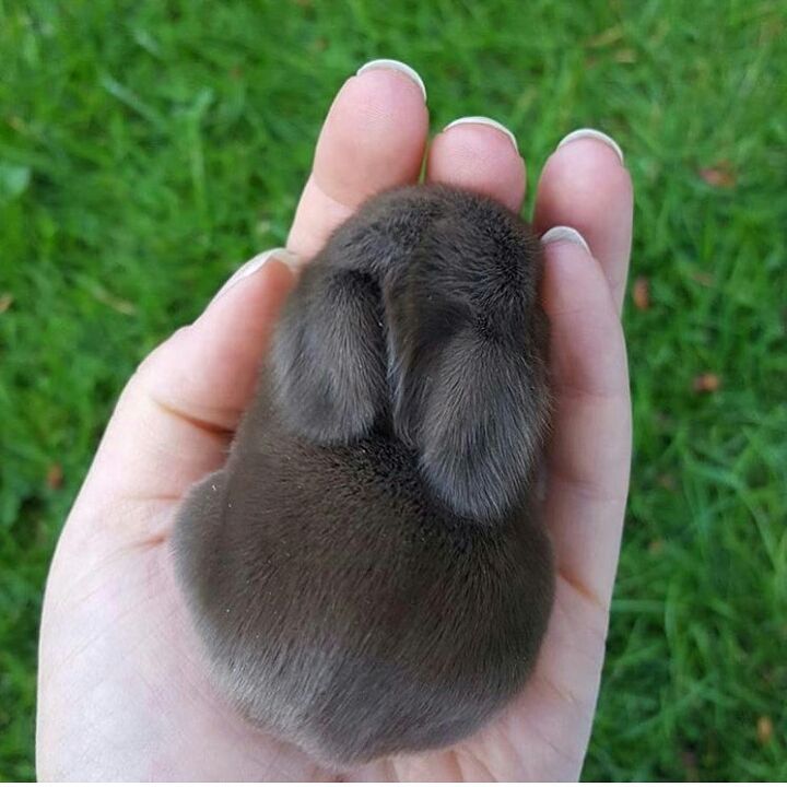 عکس خرگوش مینیاتور