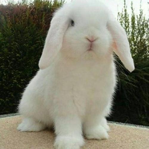 عکس خرگوش لوپ