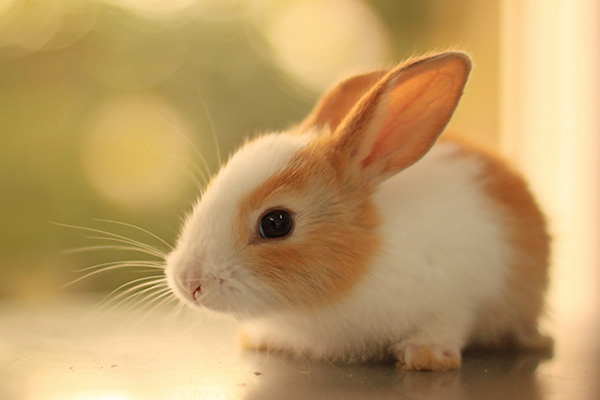 عکس خرگوش مینیاتور