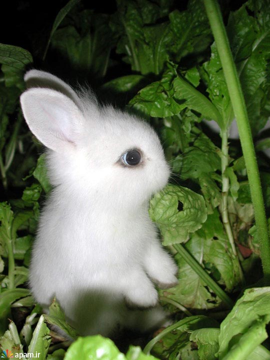 عکسهای خرگوش های زیبا