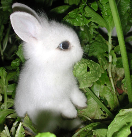 عکس خرگوش مینیاتوری با لباس