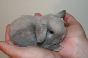 عکس خرگوش مینیاتوری با قیمت
