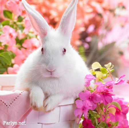 عکس خرگوش عروسکی برای پروفایل