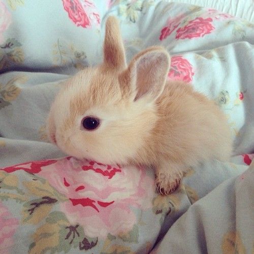 عکس پروفایل خرگوش عروسکی