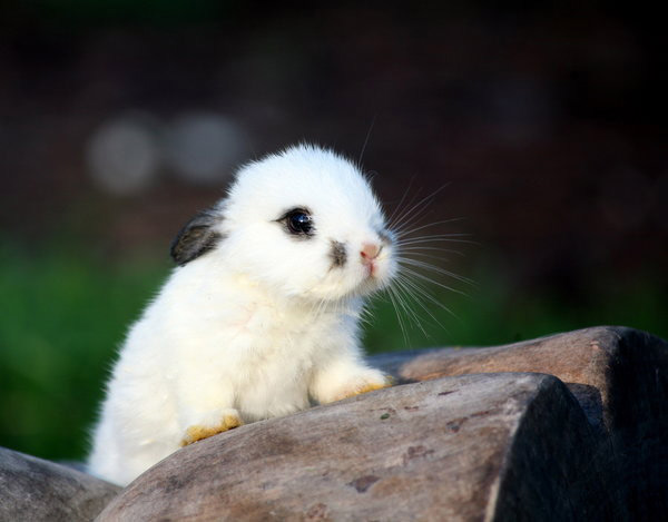 عکس های خرگوش مینیاتوری
