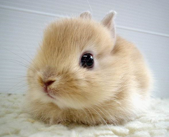 عکس خرگوش عروسکی برای پروفایل
