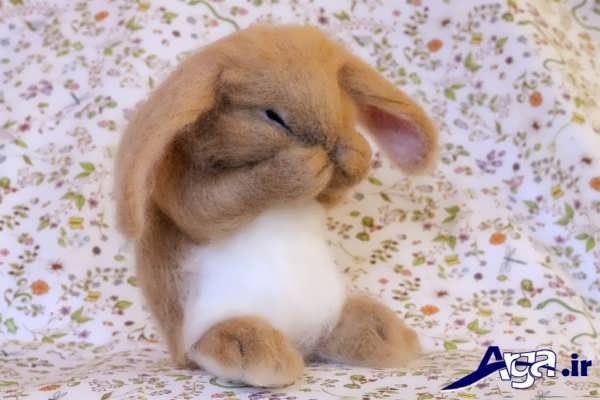 عکسهای خرگوش های زیبا