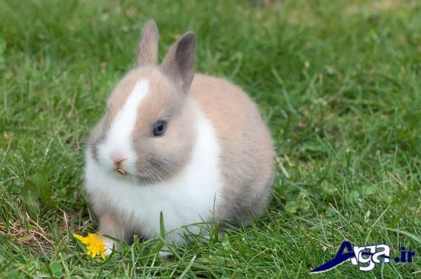 عکس خرگوش مینیاتوری با لباس