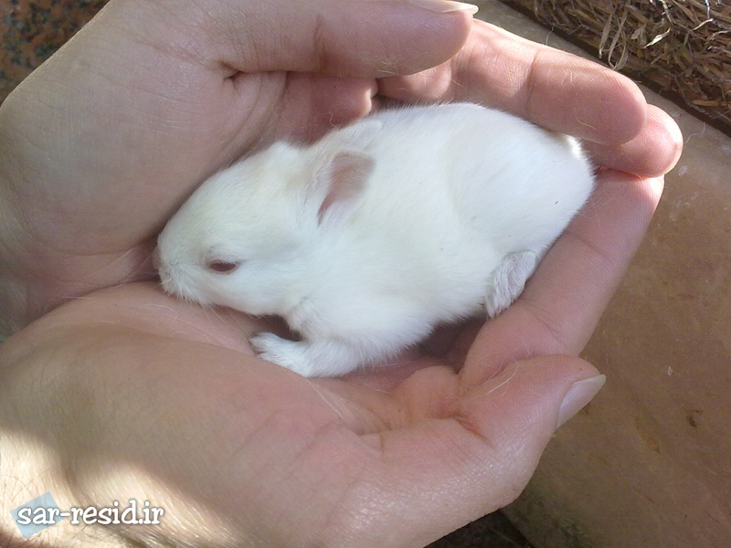 عکس خرگوش کوچولو سفید