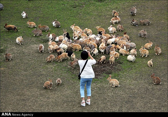عکس خرگوش وحشی ایرانی