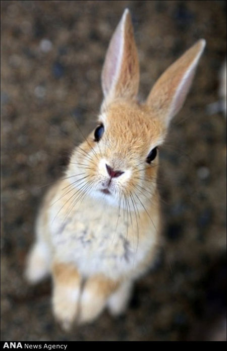 عکس خرگوش وحشی ایرانی