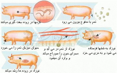 مضرات گوشت خوک از نظر علمي
