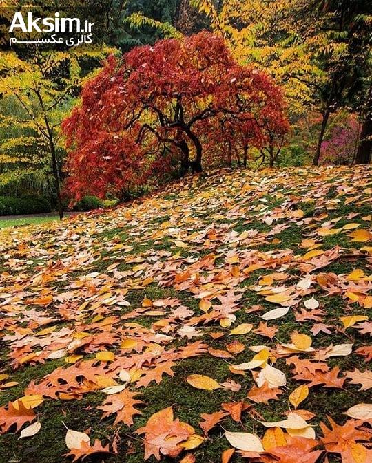 عکس زیبای پاییزی برای پروفایل