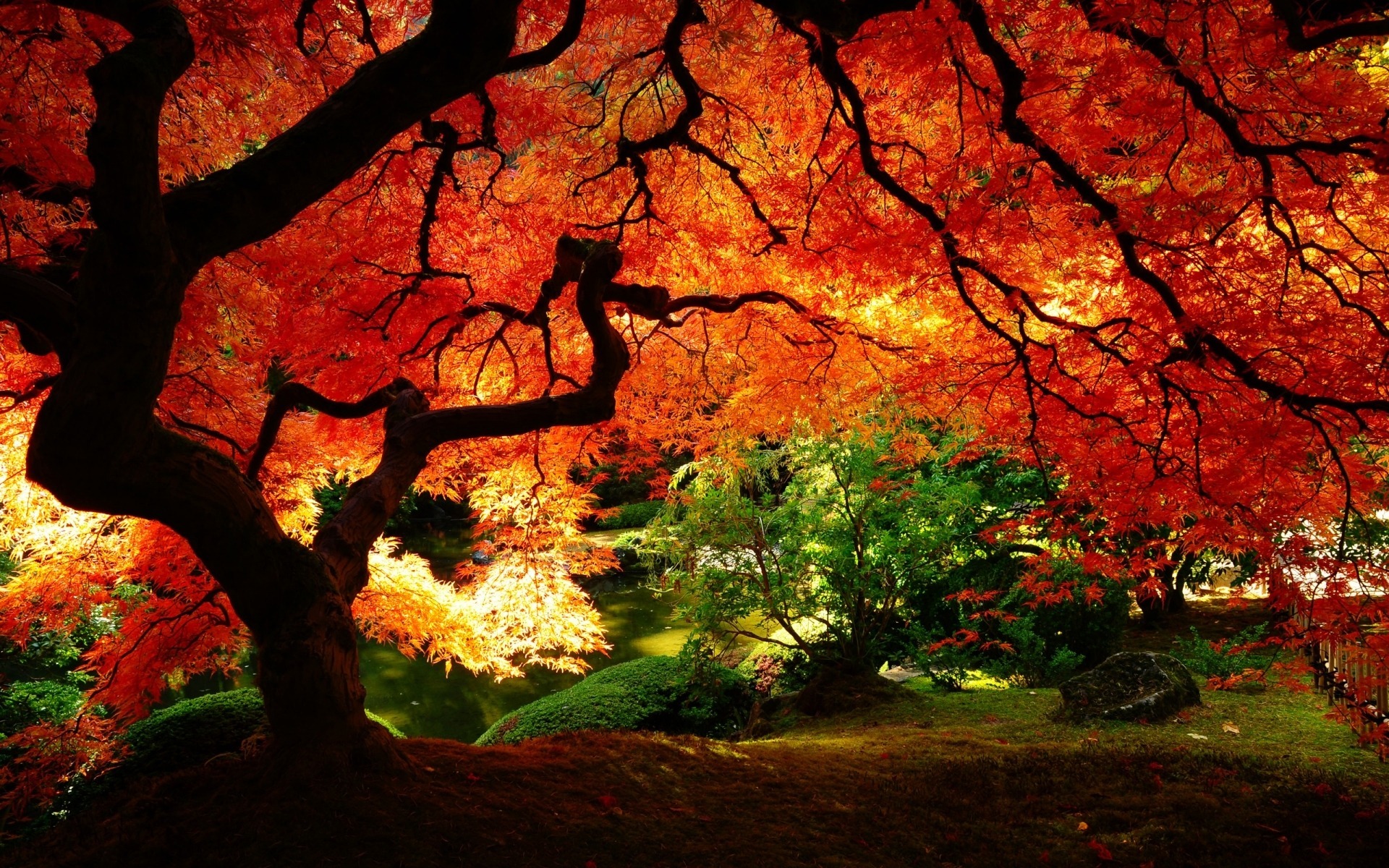 عکس زیبای طبیعت پاییزی