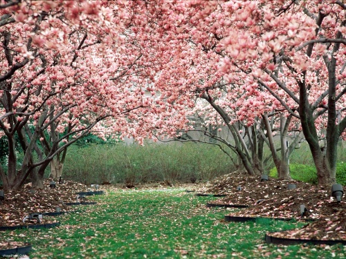 عکس هایی زیبا از طبیعت بهاری