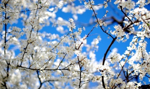 عکسهای زیبای طبیعت بهار