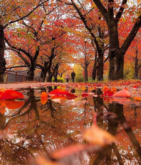 عکس زیبا پاییز برای پروفایل