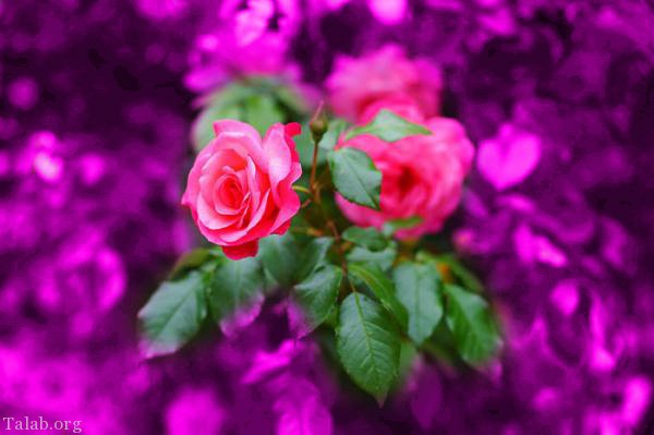 عکس گل های زیبا برای پروفایل واتساپ
