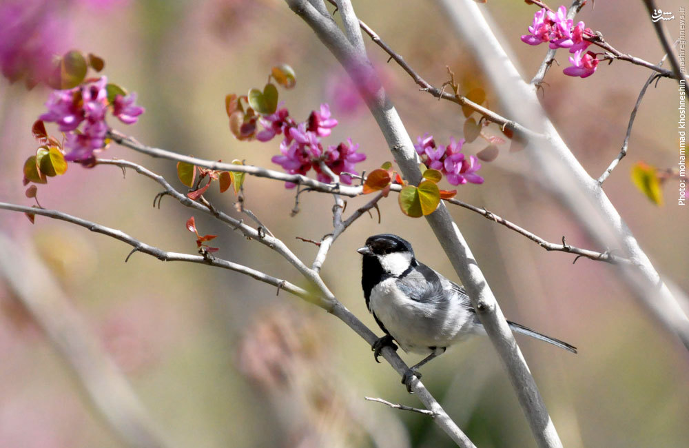 عکسهای زیبای طبیعت بهار