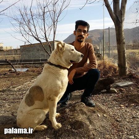 عکس سگ دوبرمن اصیل ایرانی