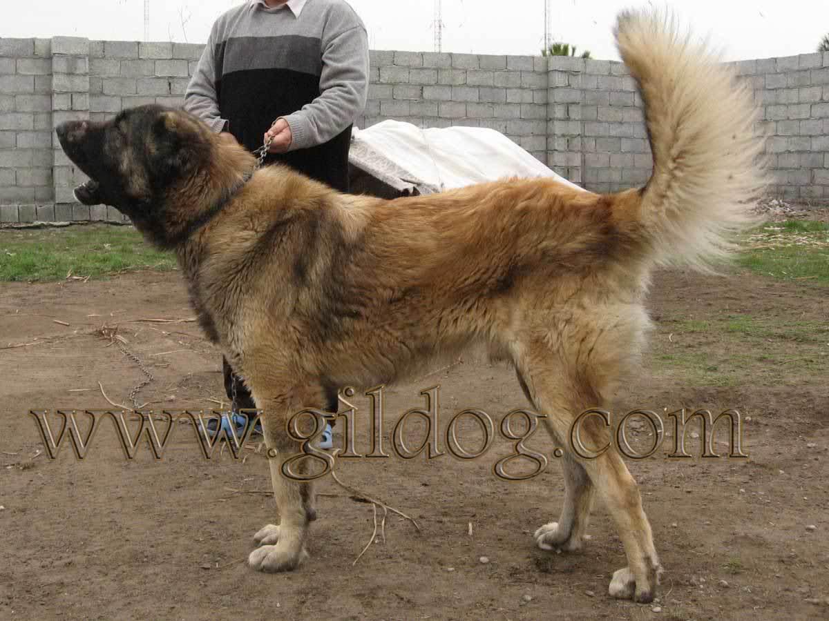 عکس سگ سراب ایرانی