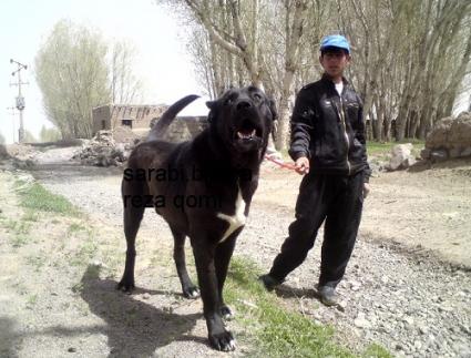 عکس سگ سرابی در ایران