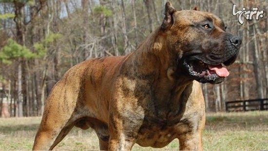 عکس از وحشی ترین سگ دنیا