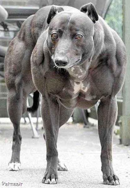 عکس از وحشی ترین سگ دنیا