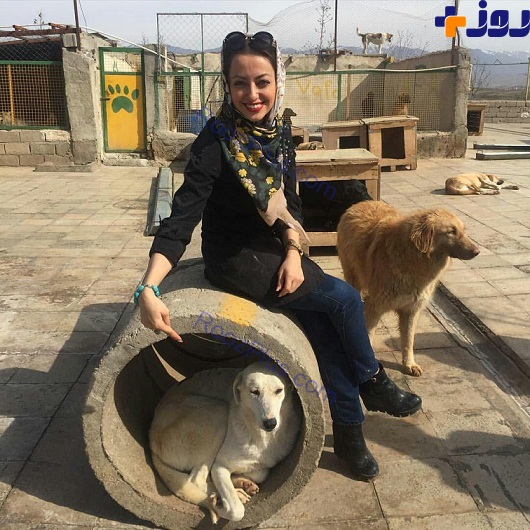 عکس سگ سرابی در ایران