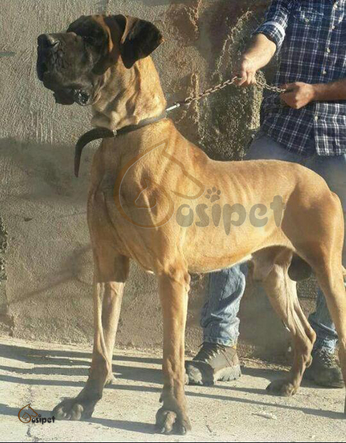 عکس سگ دوبرمن اصیل ایرانی