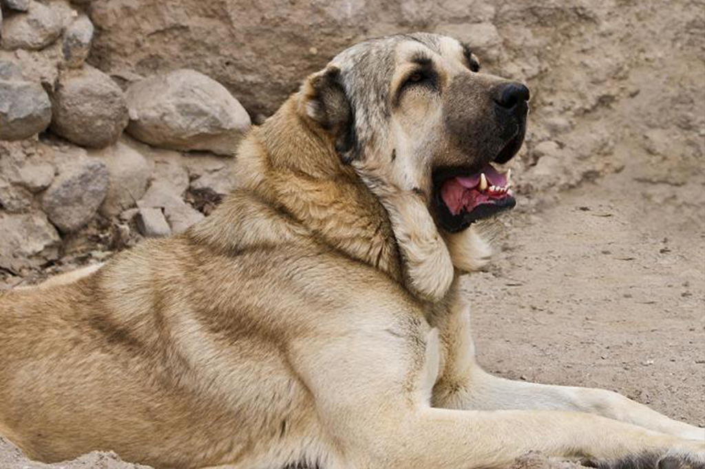 عکس سگ سراب بزرگ
