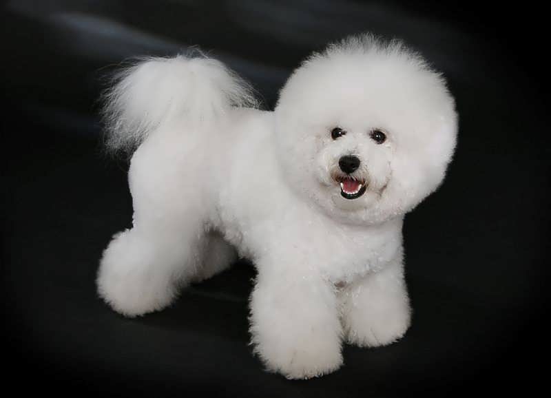 عکس سگ پشمالو سفید پاکوتاه