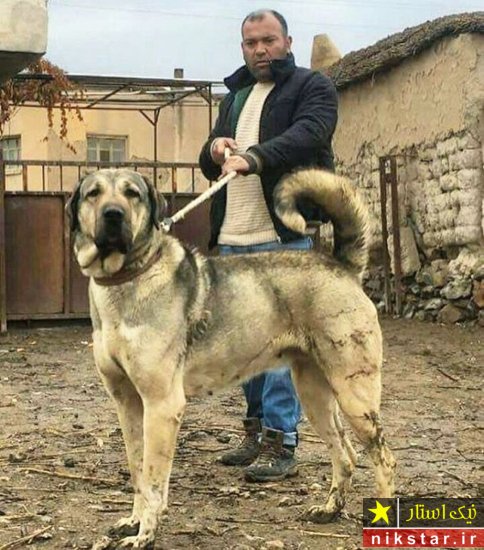 عکس سگ سراب ایرانی