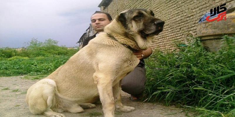 عکس سگ سرابی ایران