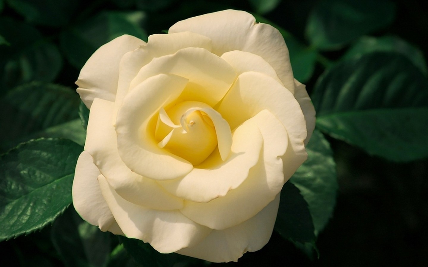 عکس گل سفید پروفایل