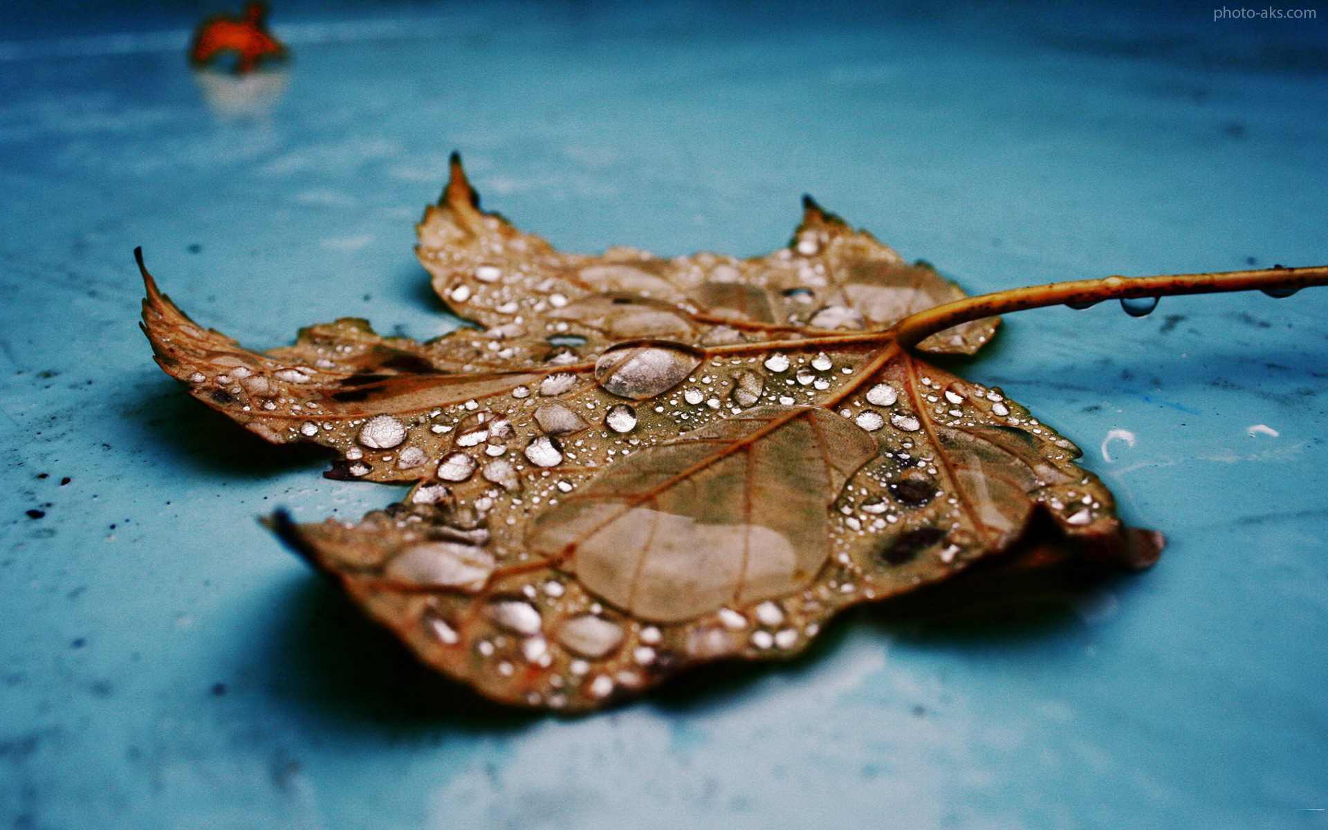 عکس برگ پاییزی با کیفیت بالا