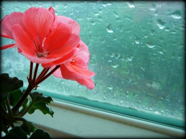 عکس باران ازپشت پنجره