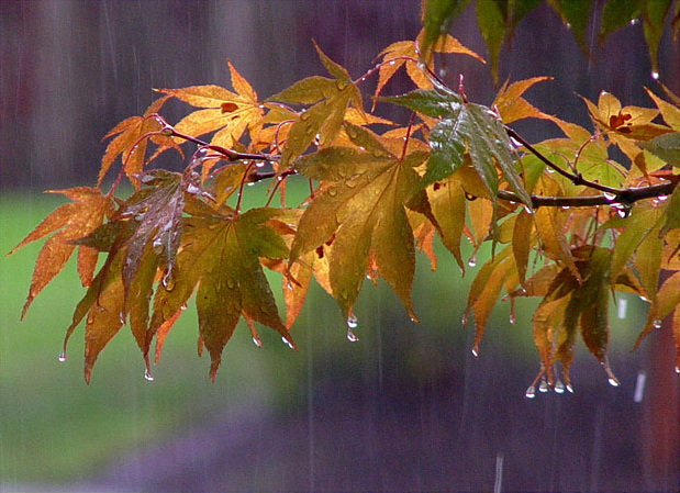 عکس باران پاییزی عاشقانه