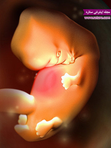 عکس سونوگرافی جنین هفته به هفته