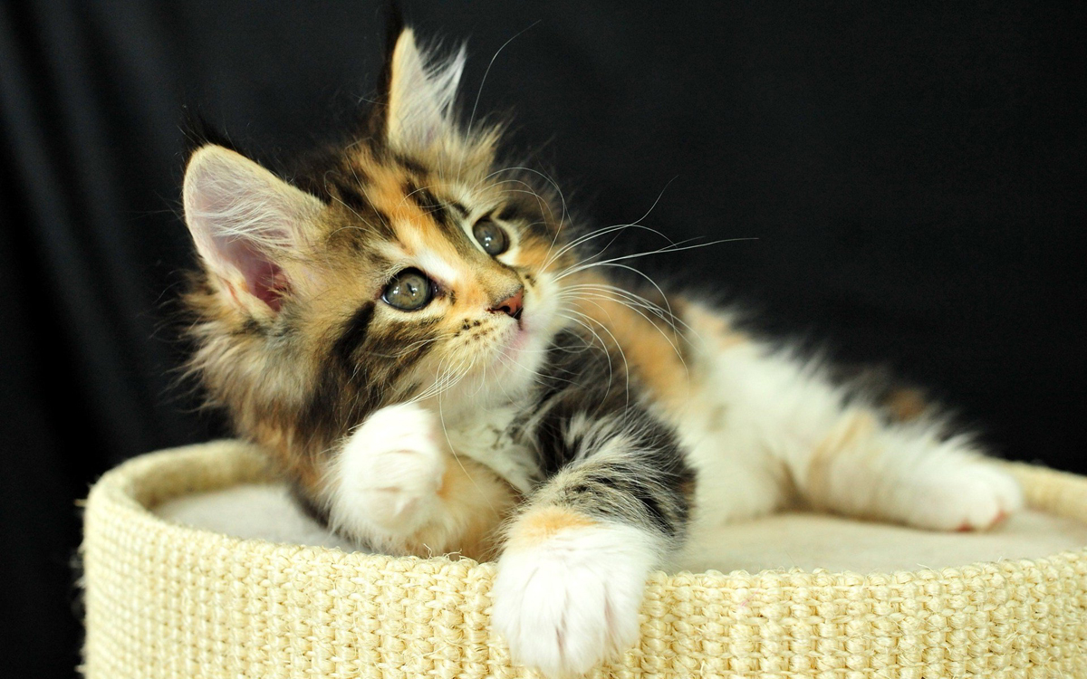 عکس بچه گربه ی ملوس