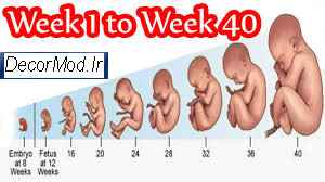 عکس جنین هفته به هفته