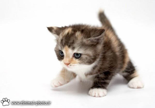 عکس بچه گربه ی ملوس