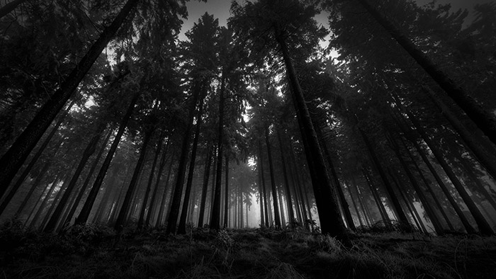 عکس ترسناک جنگل