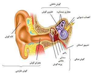 علت شنيدن صداي سوت در گوش
