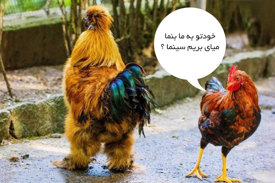 عکس های جالب خنده دار افغانی