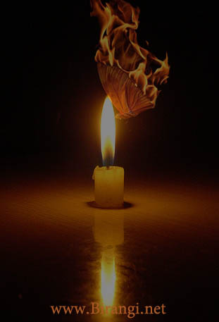 عکس شمع و پروانه غمگین
